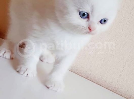 British Shorthair Mavi Gözlü Bebekler görsel