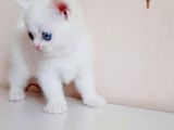 British Shorthair Mavi Gözlü Bebekler