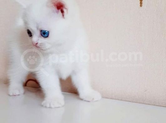 British Shorthair Mavi Gözlü Bebekler görsel