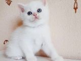 British Shorthair Mavi Gözlü Bebekler
