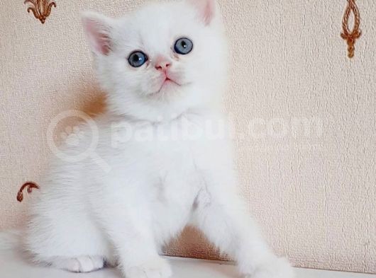 British Shorthair Mavi Gözlü Bebekler görsel