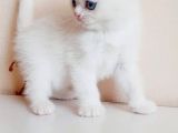 British Shorthair Mavi Gözlü Bebekler