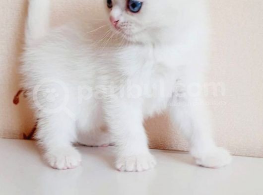 British Shorthair Mavi Gözlü Bebekler