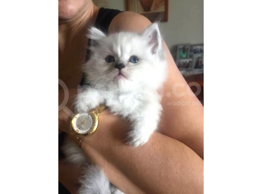 Sevi̇mli̇ Pitirciklar görsel