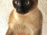 Hami̇le Si̇yam Kedi̇si̇