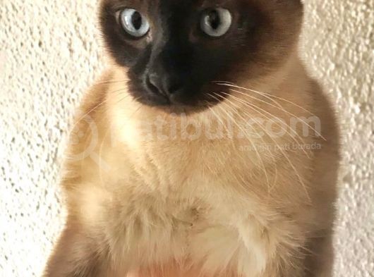Hami̇le Si̇yam Kedi̇si̇