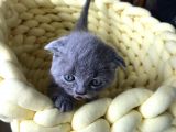 Gri Scottish Fold Bebekler Yeni Ailelerini Arıyorlar