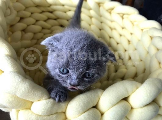 Gri Scottish Fold Bebekler Yeni Ailelerini Arıyorlar görsel
