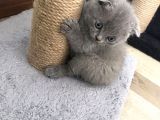 Gri Scottish Fold Bebekler Yeni Ailelerini Arıyorlar