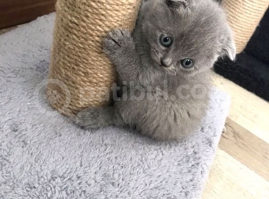 Gri Scottish Fold Bebekler Yeni Ailelerini Arıyorlar