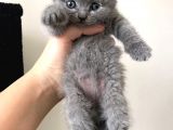 Gri Scottish Fold Bebekler Yeni Ailelerini Arıyorlar
