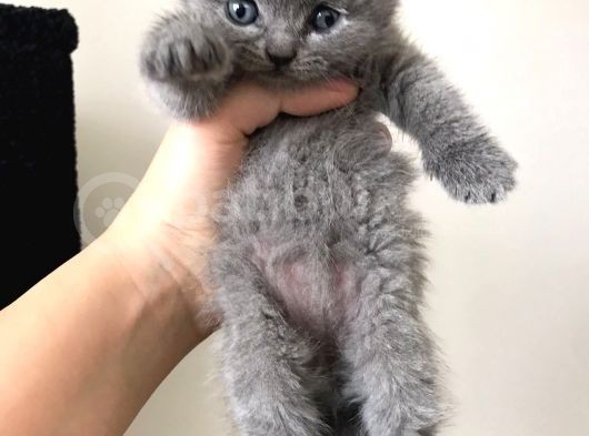 Gri Scottish Fold Bebekler Yeni Ailelerini Arıyorlar görsel