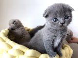 Gri Scottish Fold Bebekler Yeni Ailelerini Arıyorlar