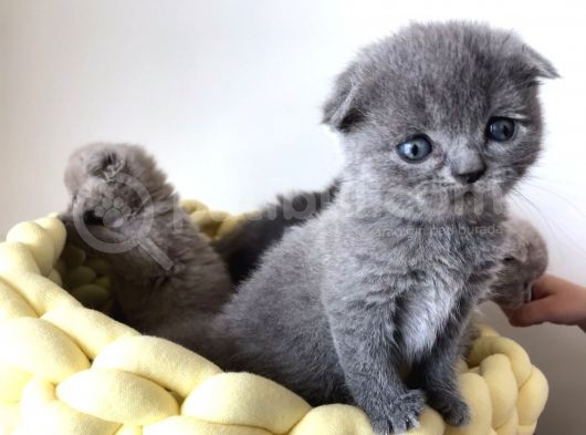 Gri Scottish Fold Bebekler Yeni Ailelerini Arıyorlar görsel