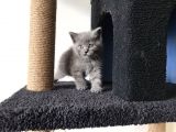 Gri Scottish Fold Bebekler Yeni Ailelerini Arıyorlar