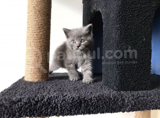 Gri Scottish Fold Bebekler Yeni Ailelerini Arıyorlar görsel
