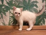 Blue Point British Shorthair Dişi
