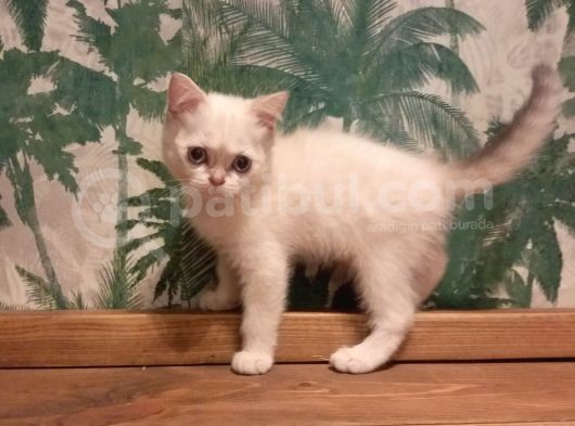 Blue Point British Shorthair Dişi