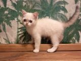 Blue Point British Shorthair Dişi