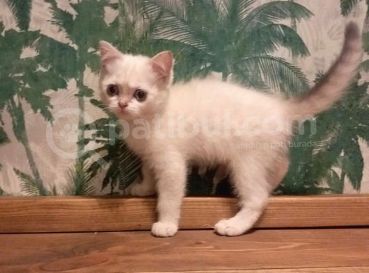 Blue Point British Shorthair Dişi görsel