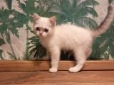 Blue Point British Shorthair Dişi