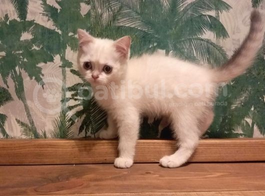 Blue Point British Shorthair Dişi görsel