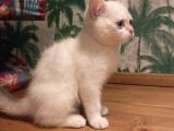 Blue Point British Shorthair Dişi