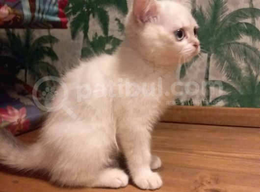 Blue Point British Shorthair Dişi görsel