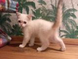Blue Point British Shorthair Dişi