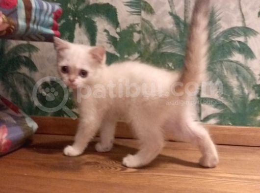 Blue Point British Shorthair Dişi görsel