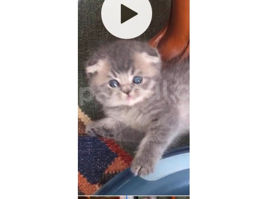 Sevi̇mli̇ Pitirciklar görsel