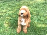Goldendoodle Dev King Size Garantili Orjinal Tüy Dökmez Büyük Boy