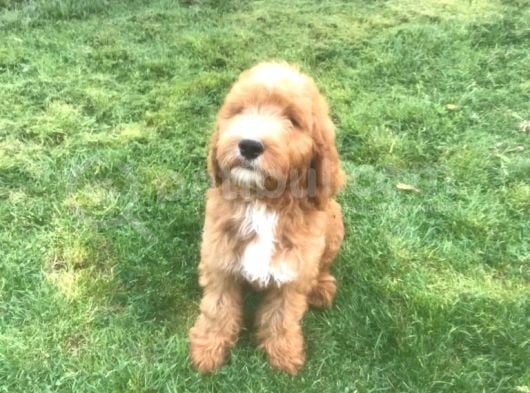 Goldendoodle Dev King Size Garantili Orjinal Tüy Dökmez Büyük Boy görsel