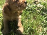 Aşırı Makul İngiliz Cocker Son 2 Saf