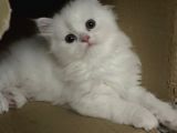 Chinchilla 2 Aylık Siyah Ve Beyaz Yavru