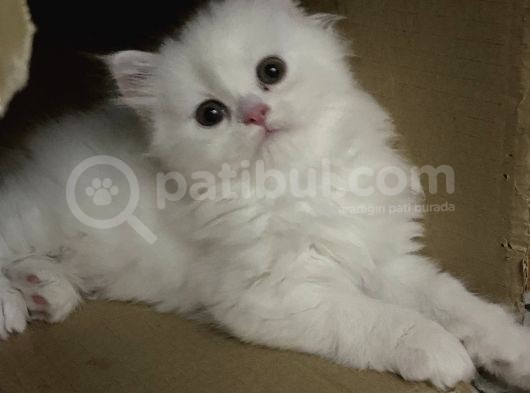 Chinchilla 2 Aylık Siyah Ve Beyaz Yavru görsel