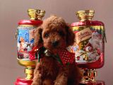 Sevimli Toy Poodle