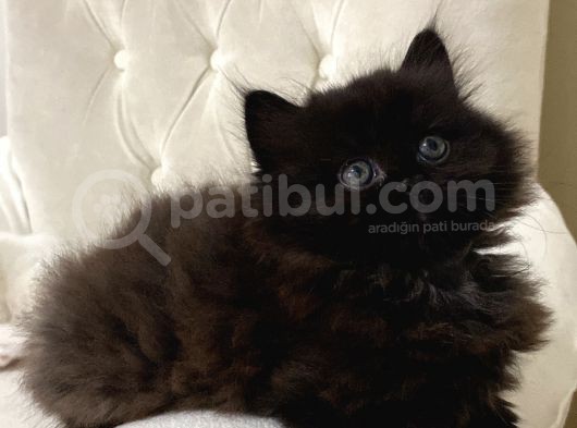Chinchilla 2 Aylık Siyah Ve Beyaz Yavru görsel