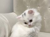 Chinchilla 2 Aylık Siyah Ve Beyaz Yavru