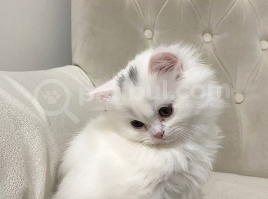 Chinchilla 2 Aylık Siyah Ve Beyaz Yavru görsel