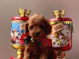 Sevimli Toy Poodle