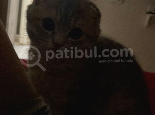 4 Aylık Dişi Scotish Fold görsel