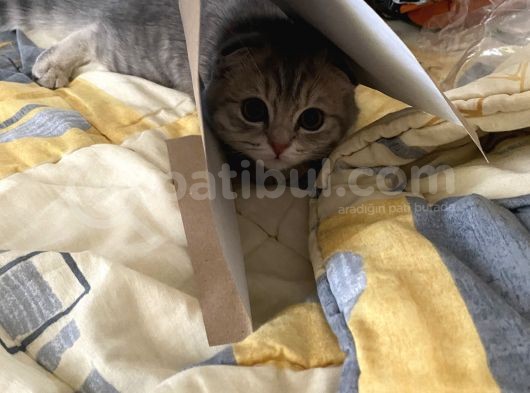 4 Aylık Dişi Scotish Fold görsel
