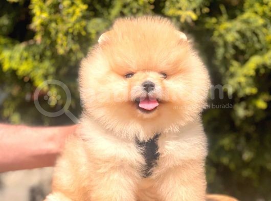 Safkan Pomeranian Teddy Face Yavrular
