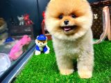 Muhteşem Surat Yapısına Sahip Pomeranian Boo Yavrumuz