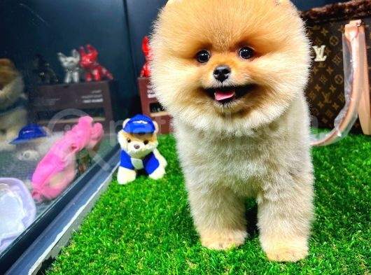 Muhteşem Surat Yapısına Sahip Pomeranian Boo Yavrumuz görsel