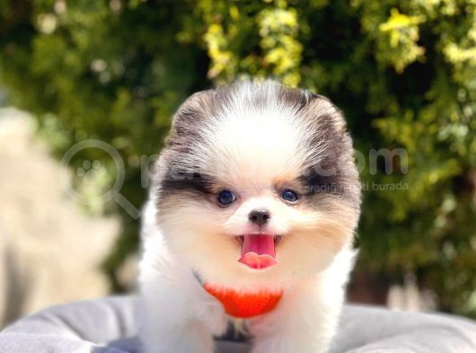 Safkan Pomeranian Teddy Face Yavrular görsel