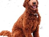 Goldendoodle Dev King Size Garantili Orjinal Tüy Dökmez Büyük Boy