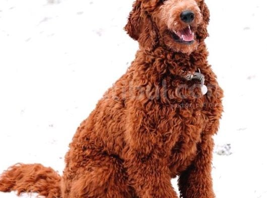 Goldendoodle Dev King Size Garantili Orjinal Tüy Dökmez Büyük Boy