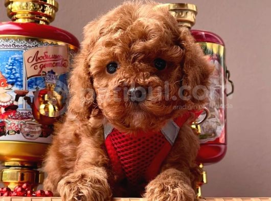 Safkan Toy Poodle Yavrular